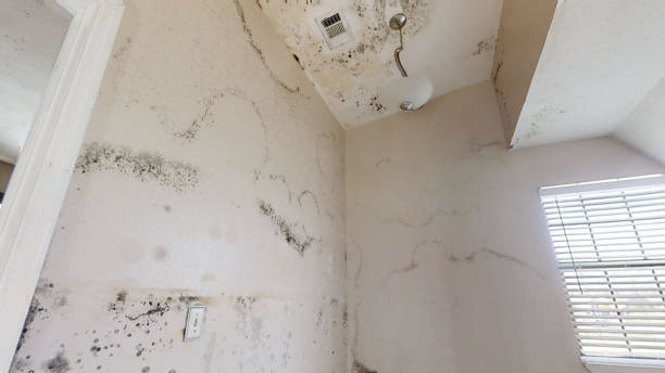 Best Emergency Mold Remediation  in Joshua Tree, CA