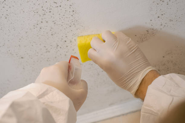 Best Water Damage & Mold Remediation  in Joshua Tree, CA