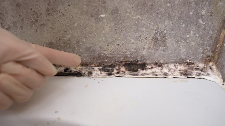 Biohazard Mold Removal in Joshua Tree, CA